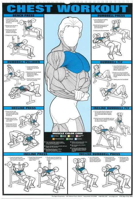 Printable Dumbbell Chest Workout - Printable Sight Words List