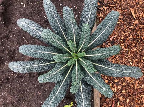 Math Patterns in Nature 的图像结果