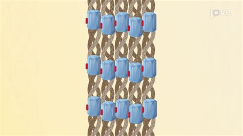 Tissue Distribution 的图像结果