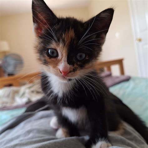 Cat for adoption - 94B-Bumblebee, a Domestic Short Hair Mix in Windsor ...