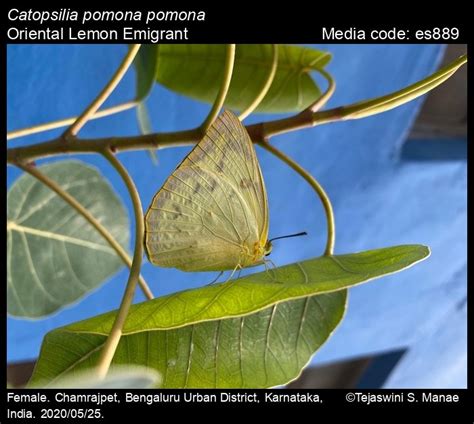 Catopsilia pomona | Butterfly