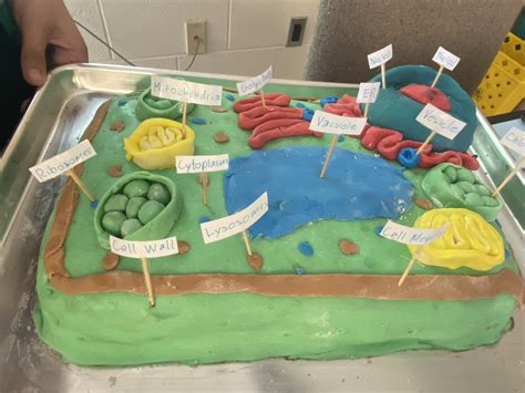 Animal Cell Model Project Cake