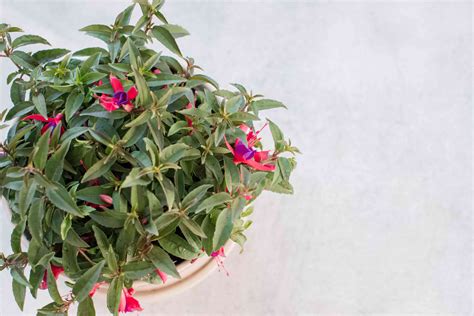 How to Grow and Care for Fuchsias Indoors