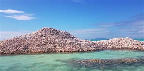 Image result for How Are Conch Shells Formed