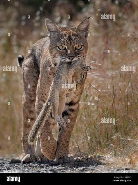 Bobcats Prey