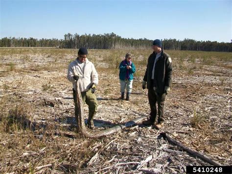 Pythonidae 的图像结果