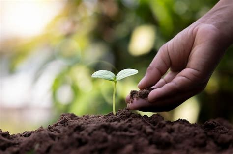Tree growing in the soil afforestation and tree planting concept save ...