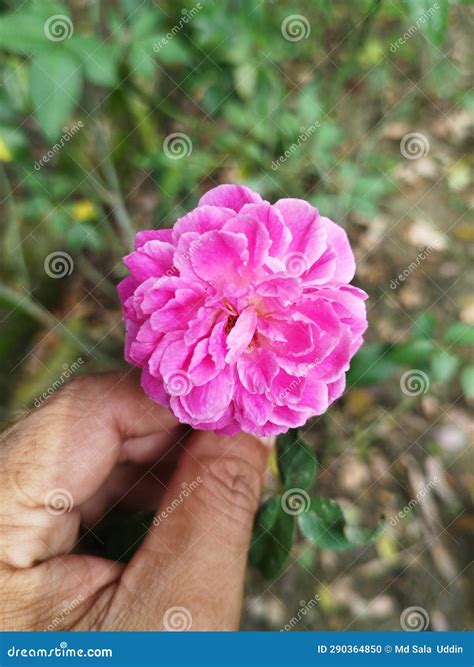 Pink colour rose flower stock photo. Image of rose, pink - 290364850