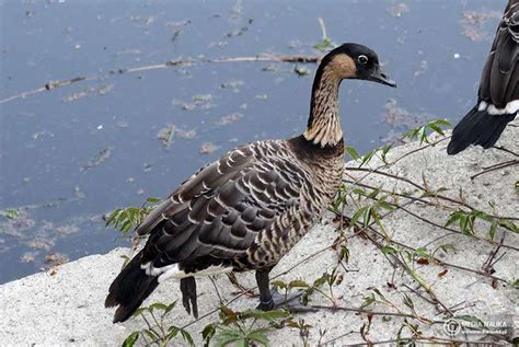Hawaiian goose - online puzzle