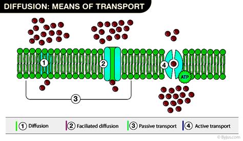 - Movement of fluid through a partition containing small holes    - Hydrostatic pressure: forces water across a membrane- Occurs across walls of small blood vessels, pushing water and dissolved nutrients into the tissues of the body explain