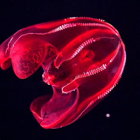 Comb Jelly Cartoon at Jack Belser blog