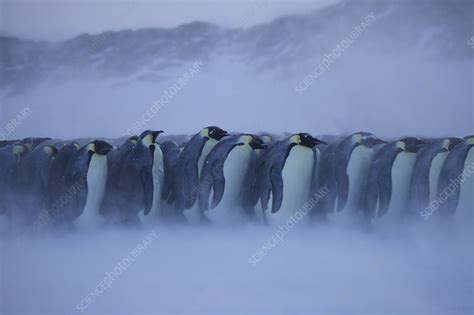 Huddle Cold 的图像结果