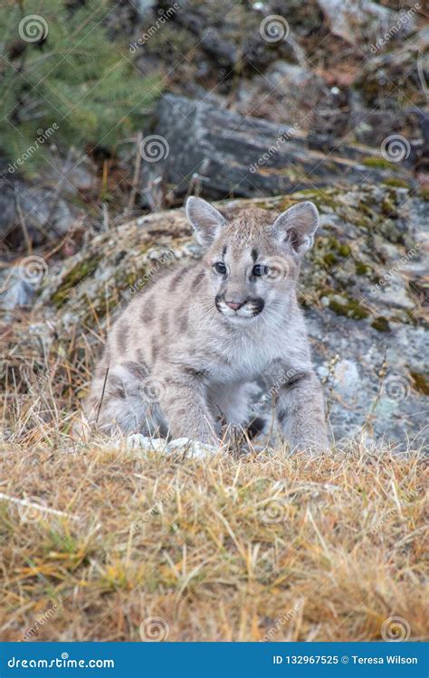 Mountain Lion Cub stock image. Image of eyes, nature - 132967525