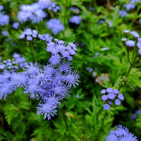 Deer Resistant Annuals: 14 Beautiful Blooms Deer Won't Touch - Easy To ...