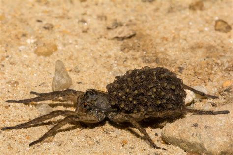 Massachusetts Wolf Spiders: What You Need to Know
