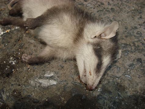 Tlacuache 3 | el señor tlacuache muerto con cola de espiral ...