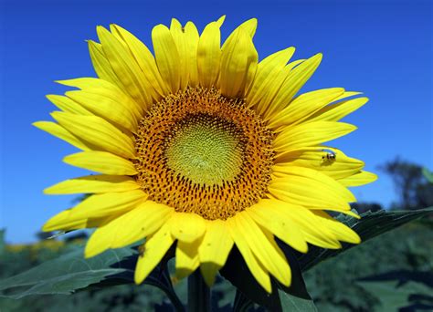 Image result for Sunflower Optimization Algorithm