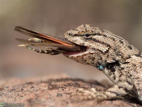 What Do Small Yard Lizards Eat at James Aviles blog