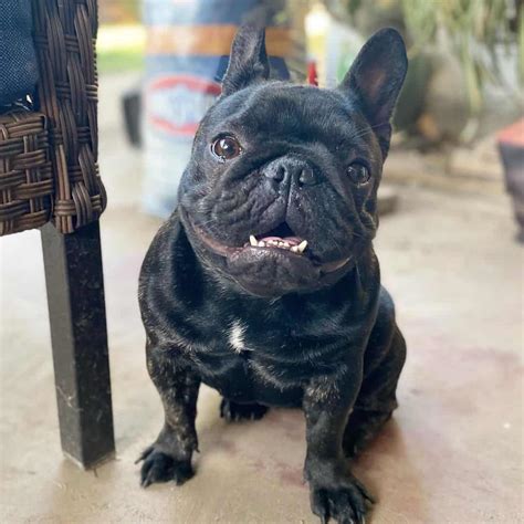 Meet The Black Brindle French Bulldog, A Short, Dark, And Handsome Fella