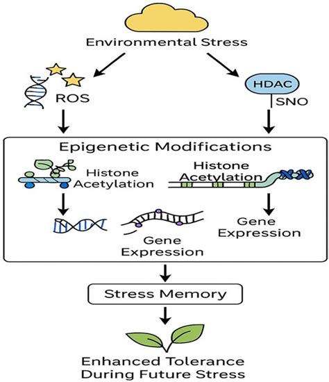 Redox-Epigenetic Crosstalk in Plant Stress Responses: The Roles of ...