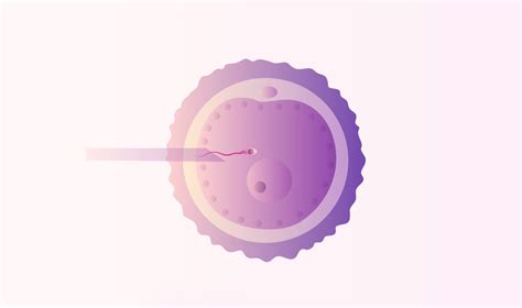 IVF Frozen Embryo Transfer - Timeline, Process, Pregnancy Test