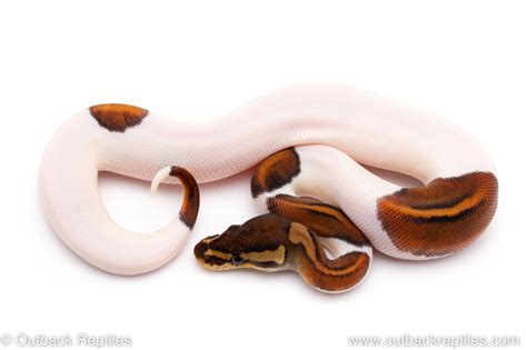 Image result for Pied Python