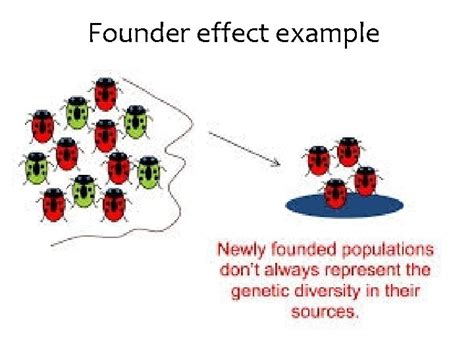 Image result for Genotype Example