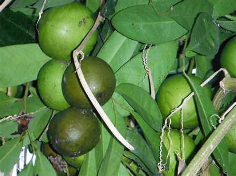Diospyros digyna(Black Sapote) 002 - Richard Lyons Nursery, Inc.