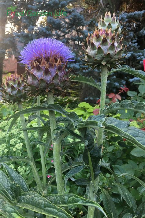 Want a Bold Vegetable? Grow This Promethean Plant (the Cardoon) — Food Garden Life: Edible ...