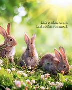 Image result for Cute Funny Bunnies in Spring