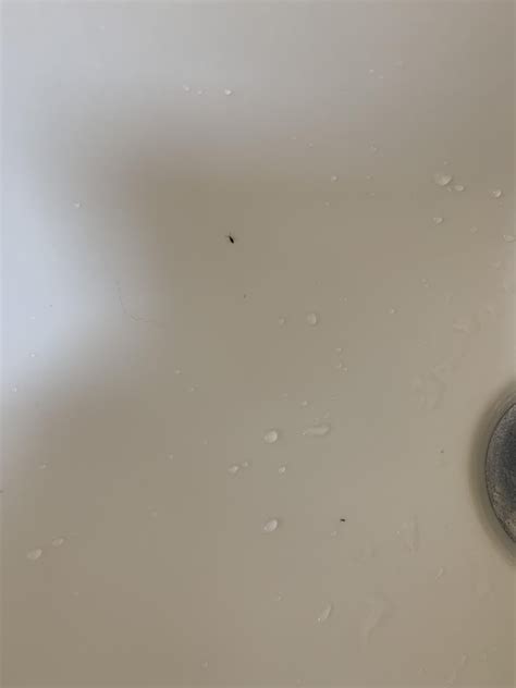 Very tiny black bugs we find in bathroom sinks/bathtub. Thought they ...