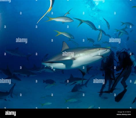 Bahamas grand island freeport scuba hi-res stock photography and images ...