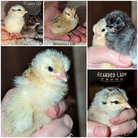 Baby Chicks – Bantam Cochins - Bearded Lady Farms