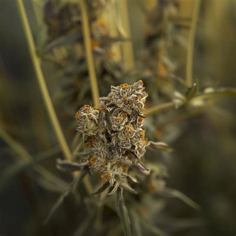 Butterstuff Strain Information & Effects