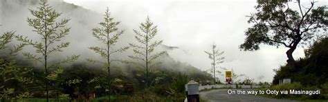 Mysore to Ooty via Masinagudi