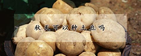 秋天可以种土豆吗 —【发财农业网】