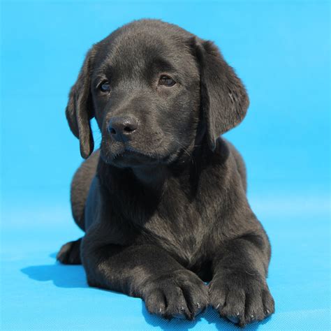 纯种拉布拉多犬幼犬狗狗出售 宠物拉布拉多犬可支付宝交易 拉布拉多犬 /编号10091501 - 宝贝它