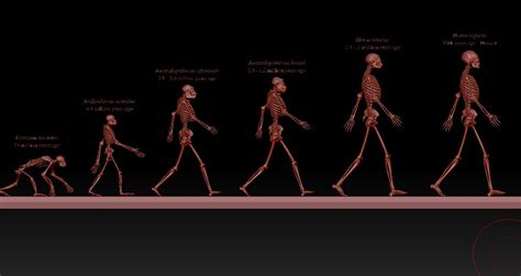 Human Backbone Evolution Chart 的图像结果