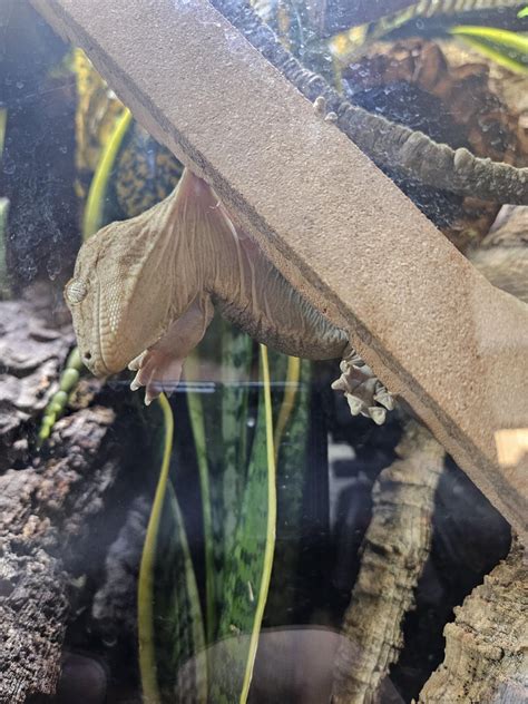 Love when they have weird sleeping positions. : r/geckos