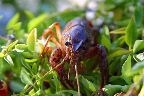 What Do Crayfish Eat? In The Wild and Captivity