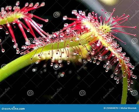 Drosera Sundew - Carnivorous Plant Stock Photo - Image of form, glands: 255004878