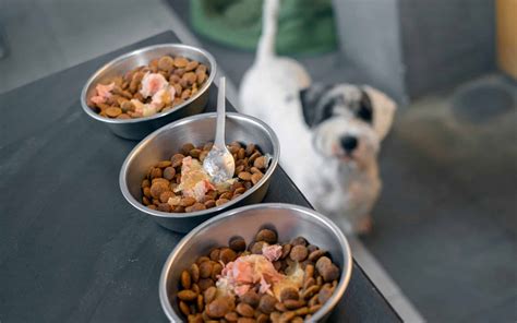 Pet Owners Could Receive Up To $100,000 In Contaminated Pet Food Settlement