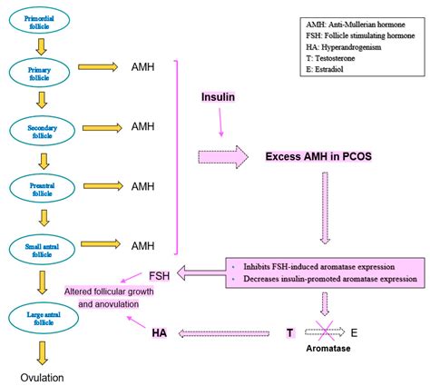The Role of Serum Anti-Mullerian Hormone Measurement in the Diagnosis of Polycystic Ovary Syndrome
