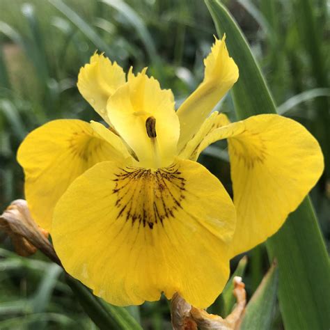 Yellow Flag Iris