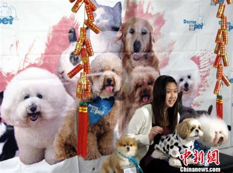 香港宠物节上最美的宠物_新闻中心_中国网