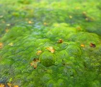 algae 的图像结果