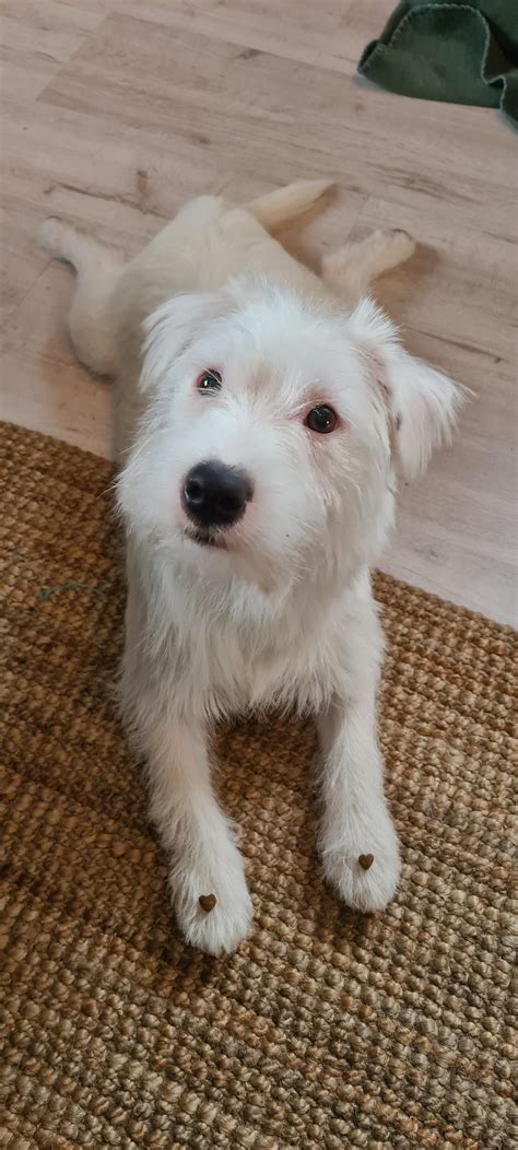 Jack Russell Terrier White Mix