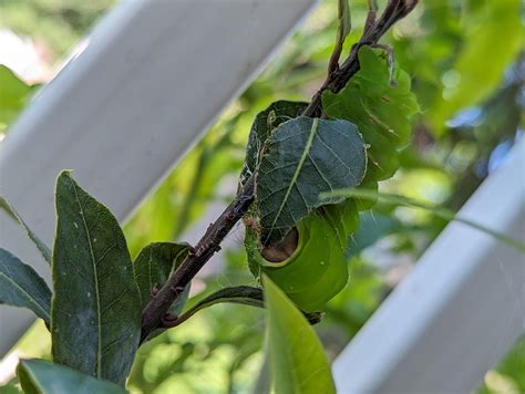 Help with polyphemus caterpillar : r/moths