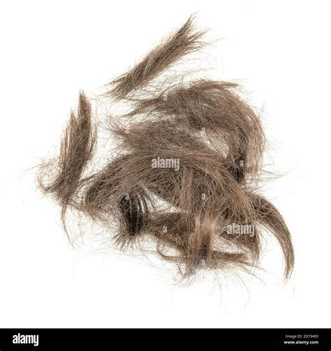 Balding haircut Cut Out Stock Images & Pictures - Alamy
