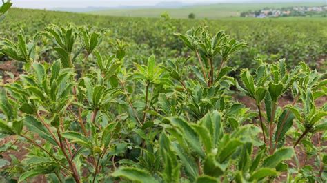 湖北鑫希望生态农业苍术种植产品可回收做到无风险_志趣网
